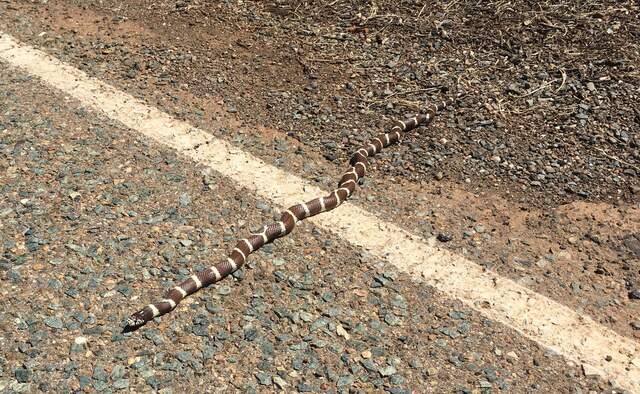 Why did the king snake cross the road