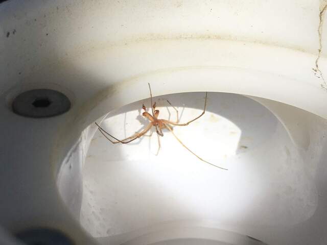 Brown, leggy insect inside FD chamber (mounted on floating boom) that was currently above water.