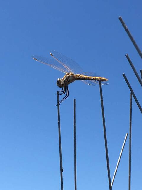 Insect on sonic spikes