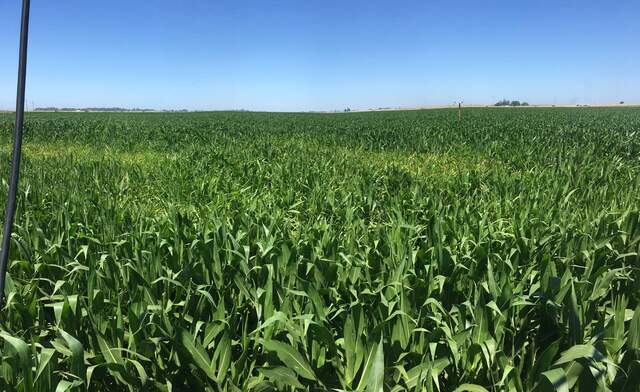 Corn plants look good, except for the dense area with volunteer plants. The volunteers are shorter, lighter green, and have thinner leaves with browning tips. 