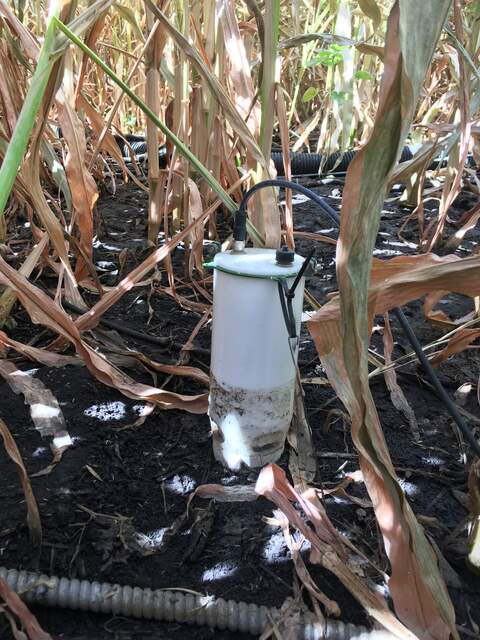 Corn field was heavily irrigated, water came up to about 10cm above the soil surface as observed from the high water line on the FD chamber