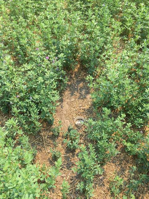 Undercanopy PAR sensor is an an unusually open part of the canopy. Maybe all my digging around in the multiple installations has affected alfalfa growth.