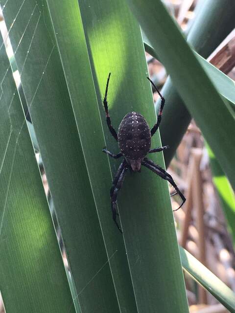 Western spotted orbweaver spider by the WP boardwalk. This spider was identified by an app in less than 1 second. 