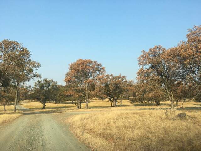 Most of the trees have turned brown