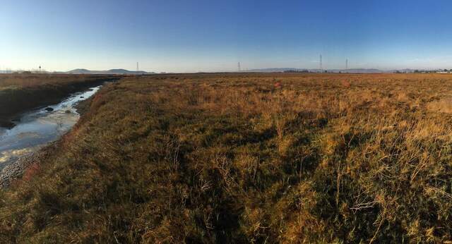 Panoramic of current upload ecosystem at future Hill Slough site. Levee breach planned for Aug-Nov 2021.
