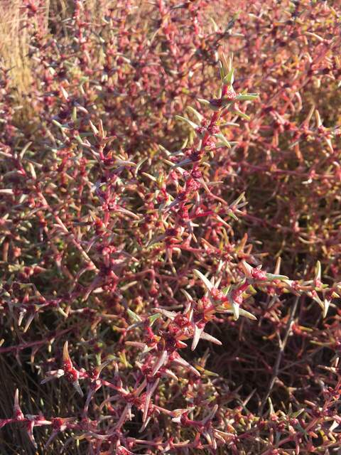 Iryna identified this as salsola soda in its fall color. S. soda is an annual succulent salt-tolerant shrub. 