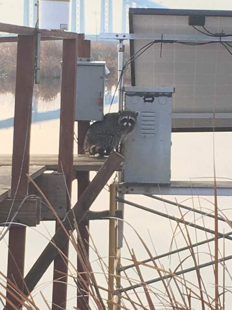 1 of 2 raccoons that climbed up the boardwalk while I was servicing the site