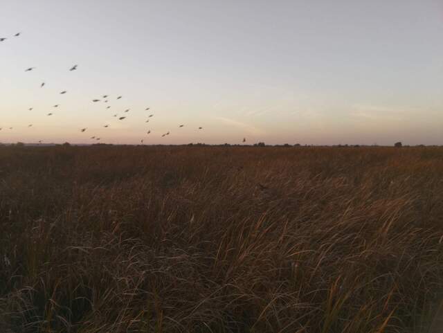 Flock of birds at dusk