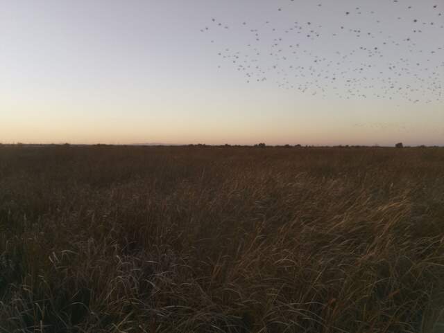 Flock of birds at dusk