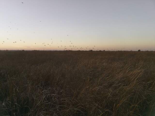 Flock of birds at dusk