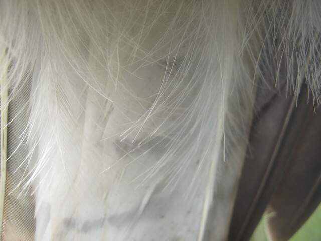 Tail feathers and down from bird atop camera enclosure