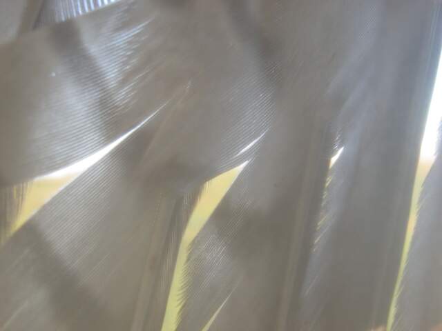 Tail feathers from bird sitting atop camera enclosure