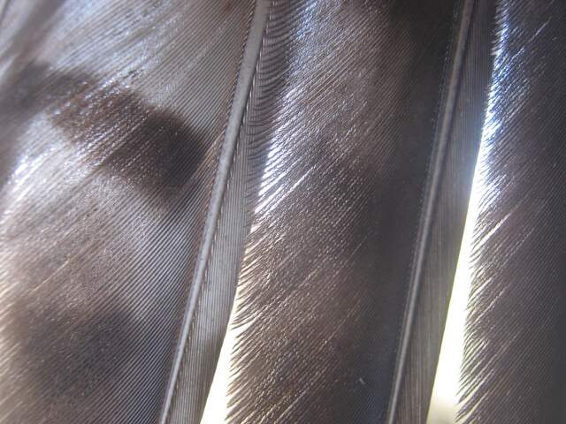 Tail feathers from bird sitting atop camera enclosure