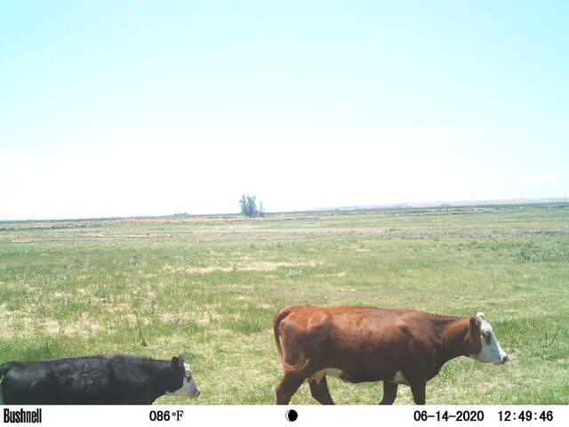Cows even though wetland construction has begun