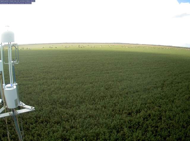Sheep grazing alfalfa