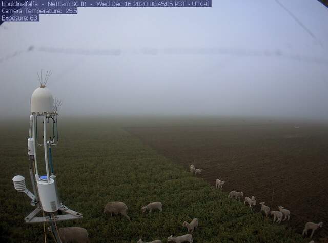 Sheep on a foggy morning, some lambs are in a different enclosure