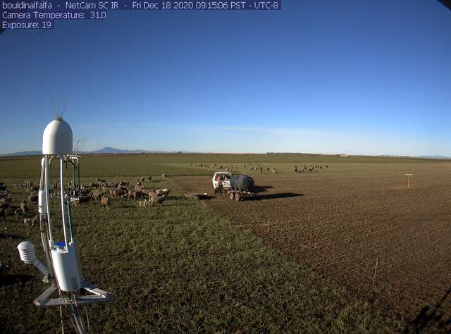 Sheep getting watered