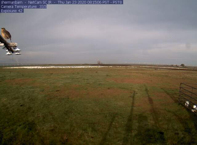 Snow geese and a meadow lark