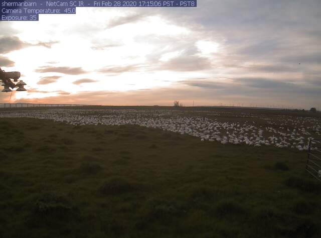 Snow geese