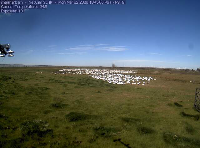 Snow geese