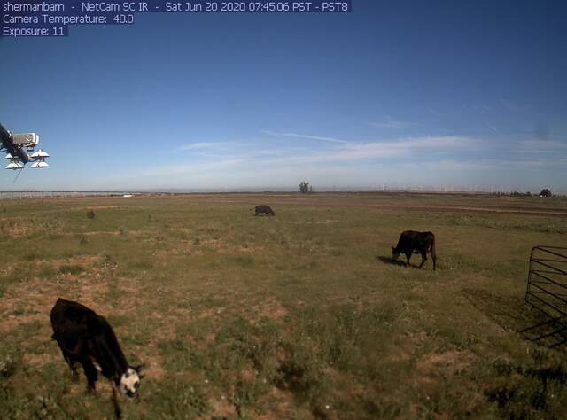 Cows and construction