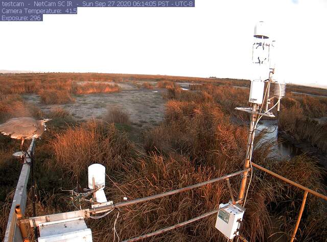 Great blue heron? on the radiometer boom