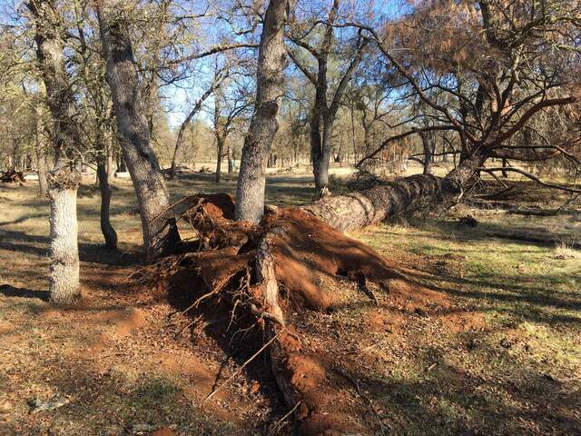 A pine fell some time ago near OSU SP3. Its roots were pulled loose right around some oaks.