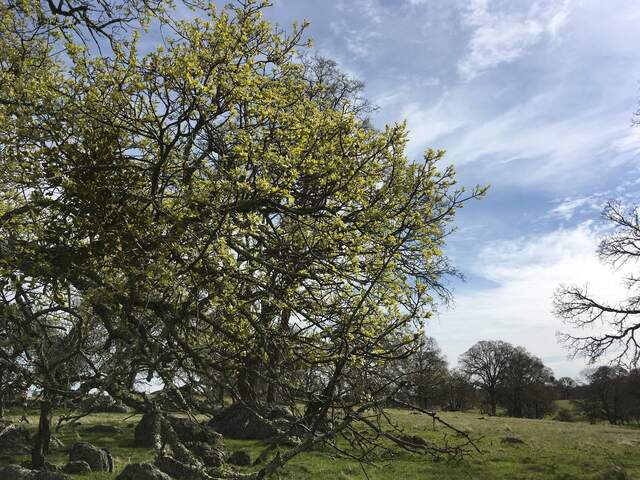 A few of the trees have begun to put on leaves