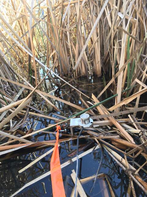 Undercanopy PAR sensor #2 in an open water location a few cm above the water