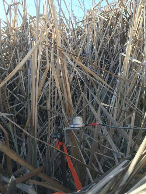 Undercanopy PAR sensor #3 in a heterogeneous litter layer. This sensor is about 30cm above the water level
