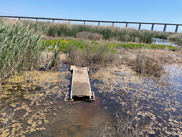 Boardwalk installed to do chamber work for CamiloÂ´s hotspot experiment