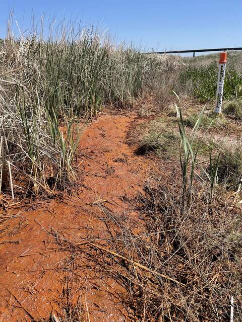 There was a bright orange biofilm growing on the north levee side of SW