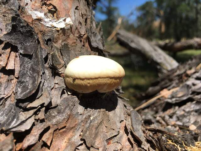 Fungus on a log agog