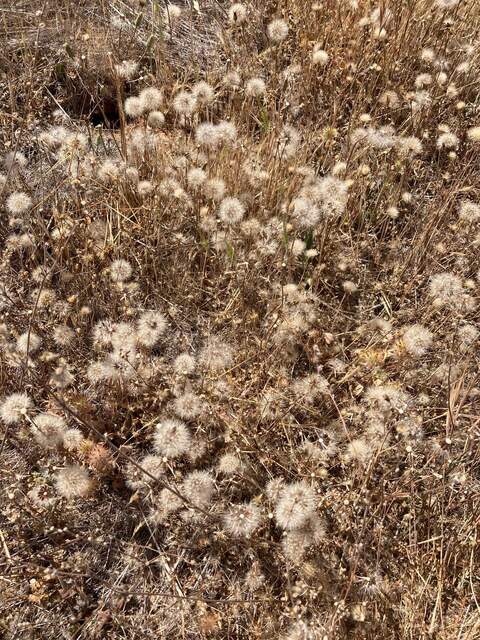 A lot more dandelions then I remember seeing before