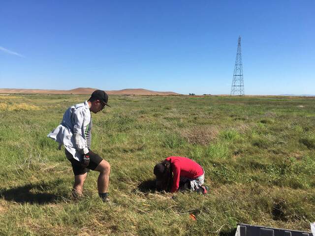 Carlos and Ari taking short (30cm) soil cores at Hill Slough. Carlos