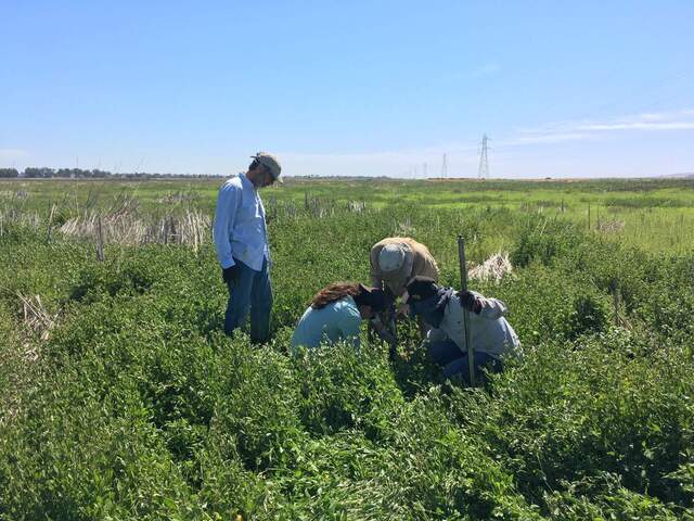 Dennis, Joe, Ari, and Carlos taking soil core samples before levee breach/flooding. They are in a thick patch of lamb
