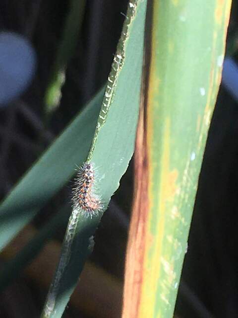 Small caterpillar munching on cattail