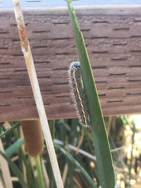 Caterpillar eating cattail at SW tower