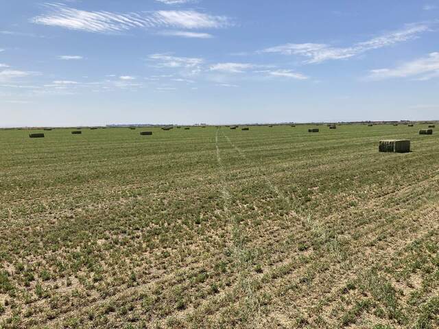 Alfalfa knocked down just before mowing remains after mowing