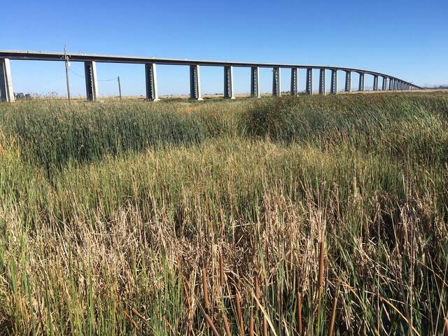 Caterpillars have chewed up this patch of cattail which are now much shorter compared to the tules