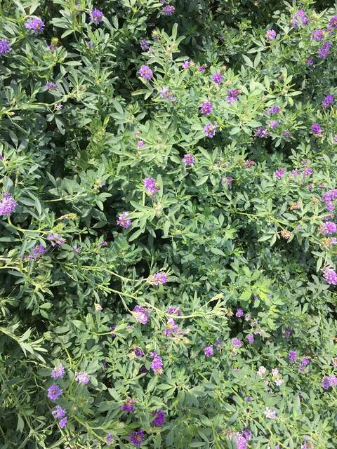 Alfalfa getting "long in the tooth," flowering and super tall