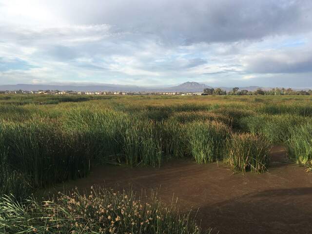 Mt. Diablo overlooking the Gilbert Tract marsh