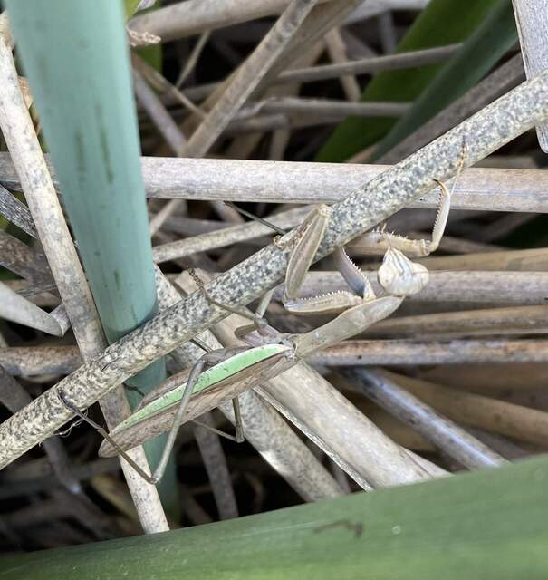 A praying mantis about the length of my hand