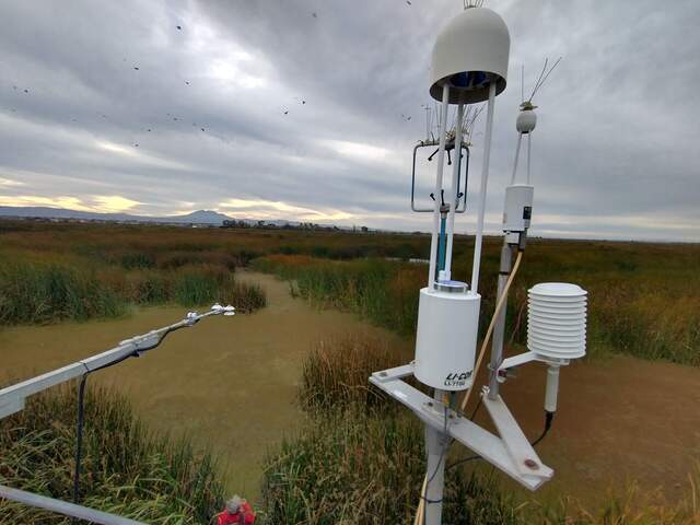 Vona working in the wetland with Mt. Diablo in the background