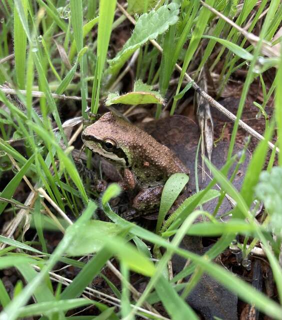 Tree frog in the wet grass