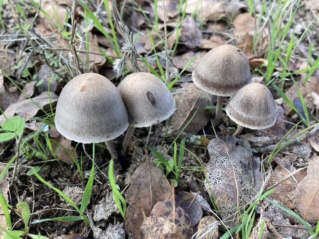 Several different types of mushrooms are coming up