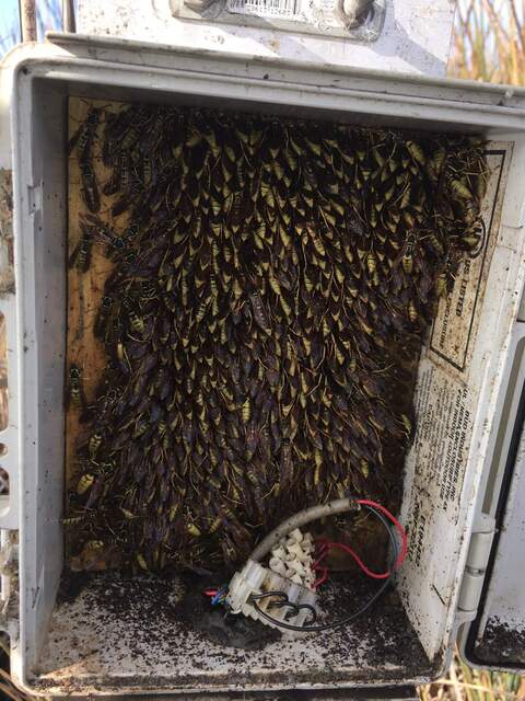 Wasps snuggled together in the power junction box