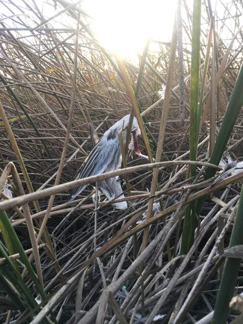Fresh bird wing in the reeds by the tower, probably dropped from the rad boom.