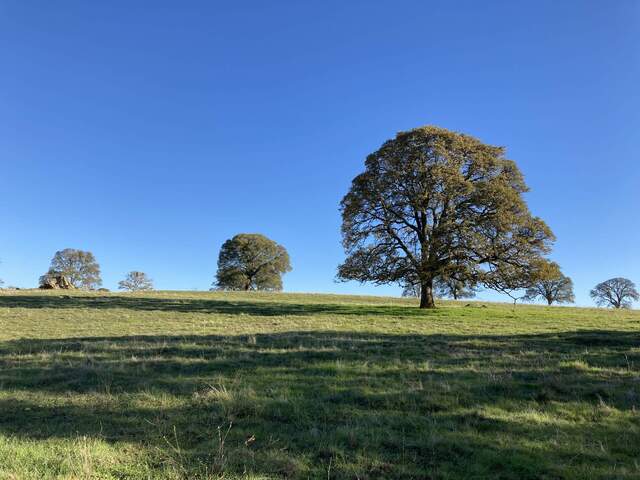 Blue skies and green grass and trees