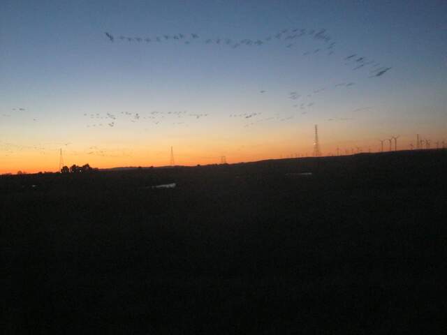 Birds in flight at dusk